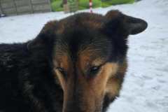 Szkolna Lista Dobroci - Schronisko "Canis"