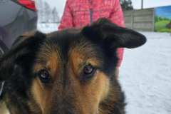 canis2
